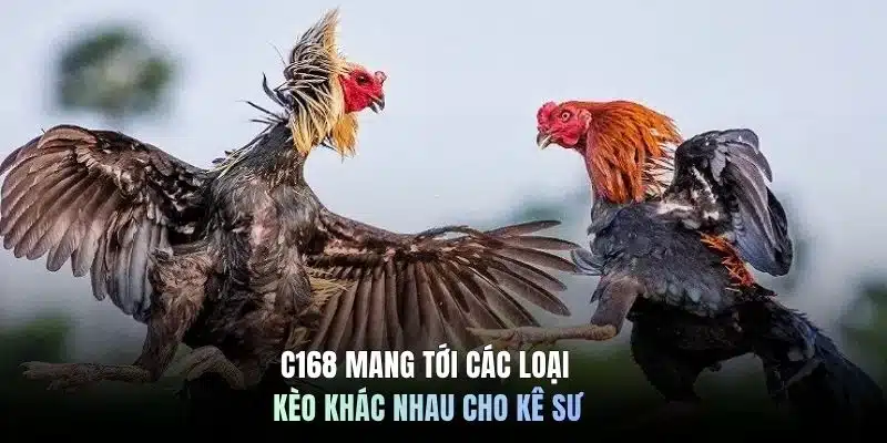 C168 mang tới các loại kèo khác nhau cho kê sư