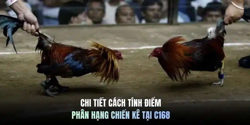 Chi tiết cách tính điểm phân hạng chiến kê tại C168