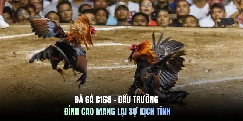 Đá gà C168 - Đấu trường đỉnh cao mang lại sự kịch tính