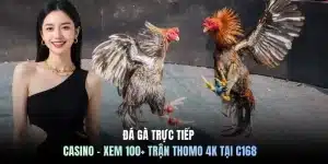 Đá gà trực tiếp casino