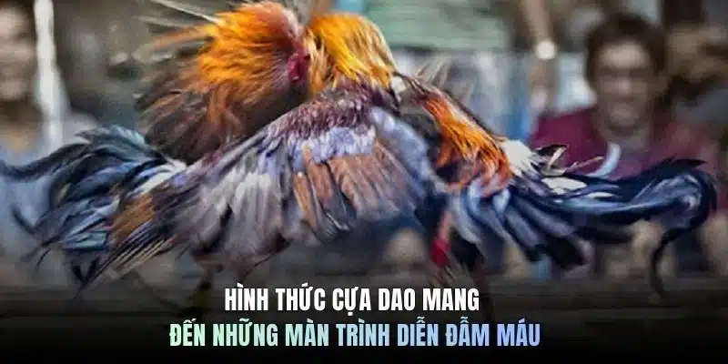Hình thức cựa dao mang đến những màn trình diễn đẫm máu