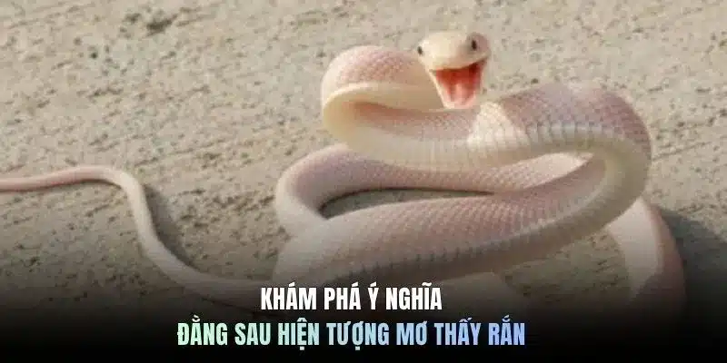 Khám phá ý nghĩa đằng sau hiện tượng mơ thấy rắn