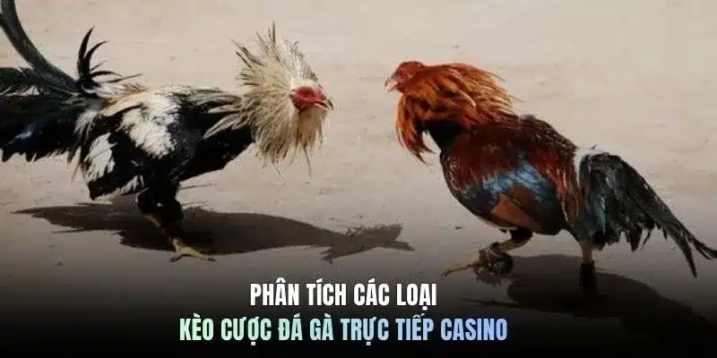 Phân tích các loại kèo cược đá gà trực tiếp casino