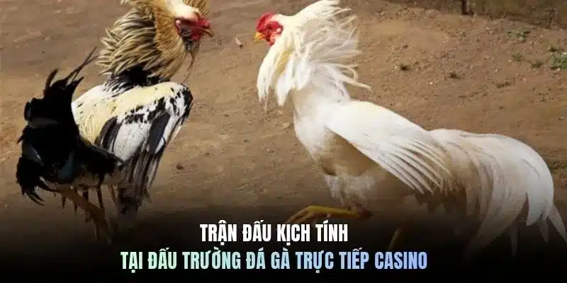 Trận đấu kịch tính tại đấu trường đá gà trực tiếp casino